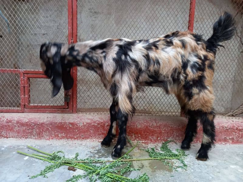 Bakra Pair For Sale 5