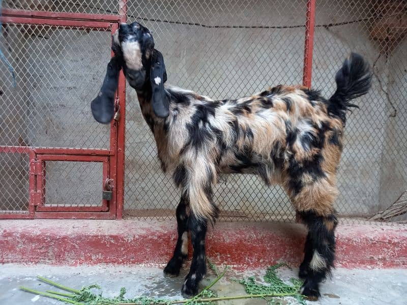 Bakra Pair For Sale 6