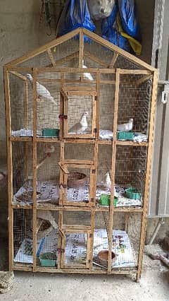 Beautiful Doves with complete setup For Sale