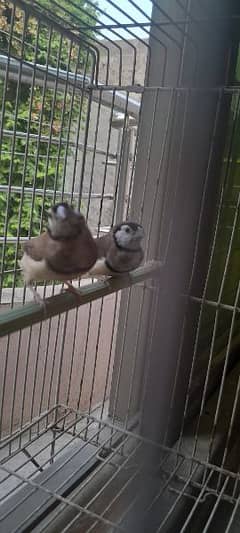 owl finch Breeder Pair