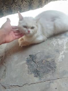 punch face cat for sale 0300-0812202