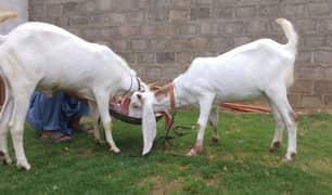 Gulabi Pair for Qurbani 2025