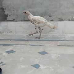 Heera Aseel chicks pair  available for sale