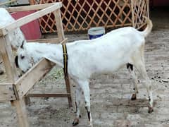 Goat Bakri