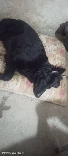 black German shepherd long coat confirm breeder