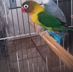 love bird no idea male or female 6 month