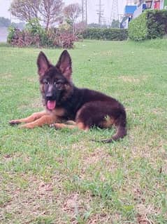 German Shepard Pure Long Coat Puppy