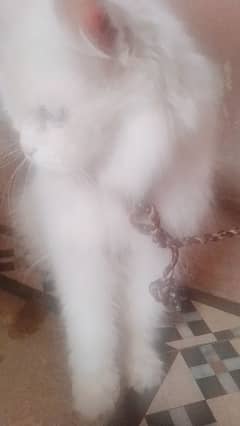 Persian white triple coat female urgent for sale