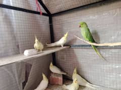 green parrot ege 12 month female ready to breed