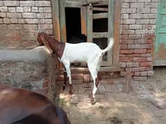 kheeri path or dundi bakri for sale 03052593845