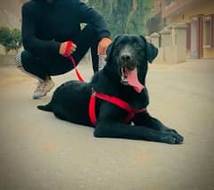 black labrador  phone nu 03099622571