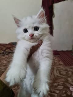 cute white kitten