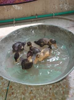 healthy and active  duck baby's for sale