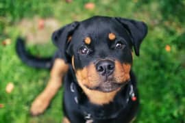 Rottweiler female pedigree puppy