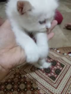 we sell cats one male and one female 22 days only