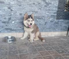 Husky male puppi for sale Contact #  [0313-5504245] For further Naeem