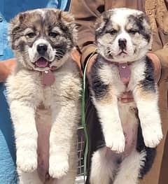 pawer alabai pair male or female age2month for sale