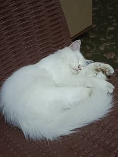 Siberian Cat All White