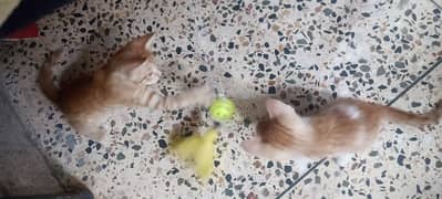 Persian Ginger Cats Pair For Sale