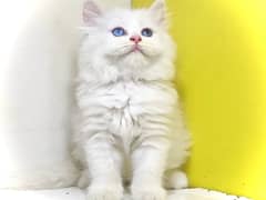 Blue eyes kittens / White kittens / Ginger kittens for sale
