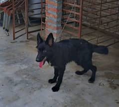 black shepherd long coat age 6 month