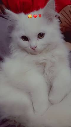 Beautiful Persian Cat