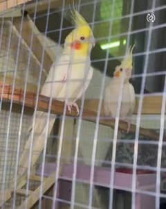 cocktiel