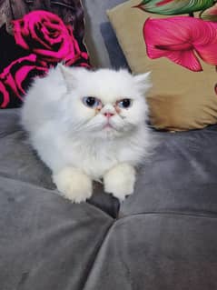 Pure Persian cat for sale. Female.