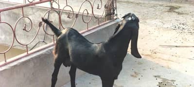 do amrtsari male for sale