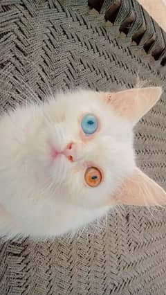 Persian Cat with odd eyes White colour punch Face triple coat.