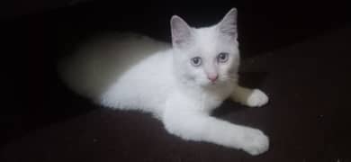 perisan triple coat male cat for sale