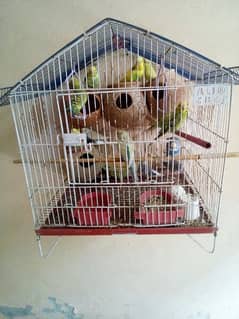 Australian parrots for sale