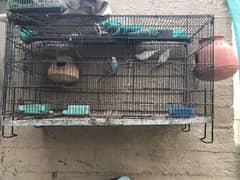 love bird with cage setup for sale