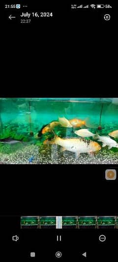 jumbo koi carb fish looking for a new shelter 0