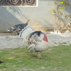 Turkey Breeder pair for Sale at reasonable price