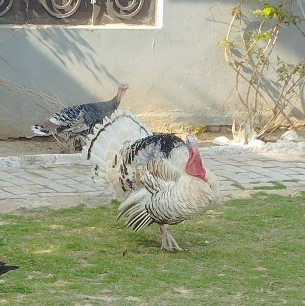 Turkey Breeder pair and Black Astrolop Rooster for sale. Fix price 0