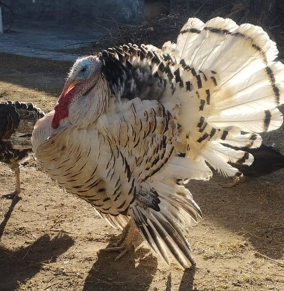 Turkey Breeder pair and Black Astrolop Rooster for sale. Fix price 1