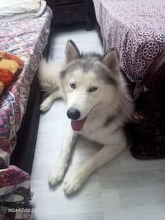 Blue Eyed Siberian Husky Dog