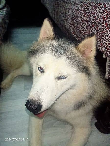 Blue Eyed Siberian Husky Dog 2