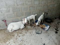 bakri with 2 male female kids