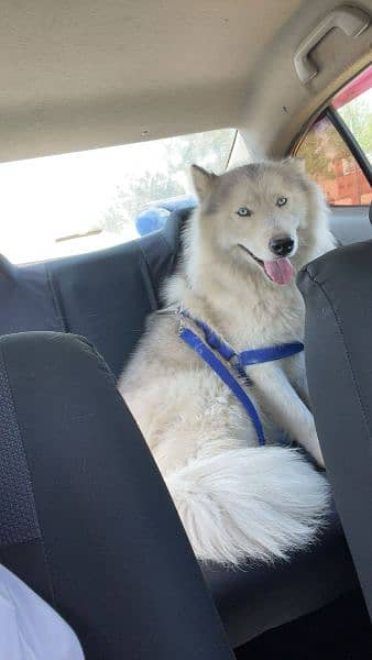 Blue Eyed Siberian Husky Dog 3