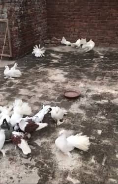 white and brown velvet pigeons