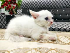 Female Persian kitten