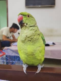 Parrot talking parrot