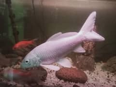 Silver Queen fish for sale