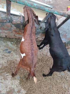 Female goats kids for sale