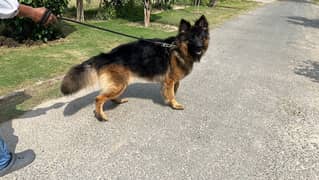 GSD