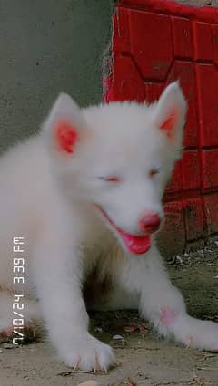 Cyberian husky blue eyes pink nose and white colour very active puppy