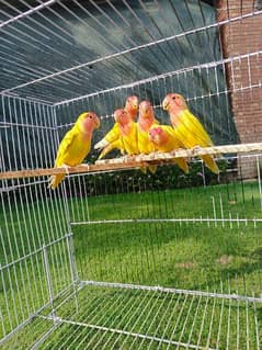29 Piece Of Love Bird lot For Sale All Healthy And Active