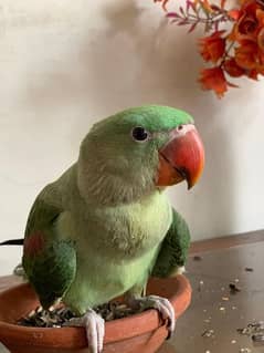 Raw Parrot 3 Months